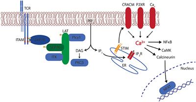 High-Dose Vitamin D-Mediated Hypercalcemia as a Potential Risk Factor in Central Nervous System Demyelinating Disease